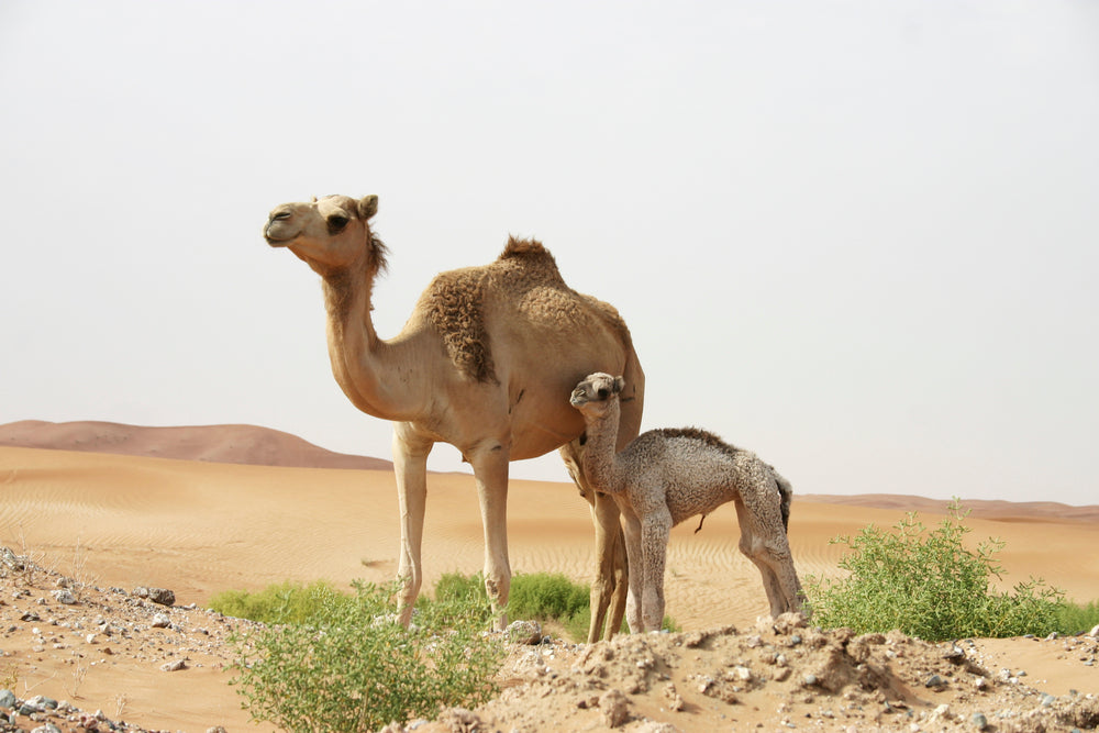 The Natural Superior Nutrition of Camel Milk