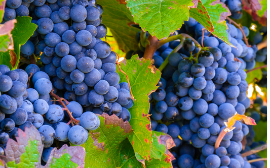 Studies on Grape Seed Extract Show Blood Pressure and LDL Cholesterol Benefits