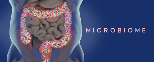 The Link Between Your Gut and Your Metabolism